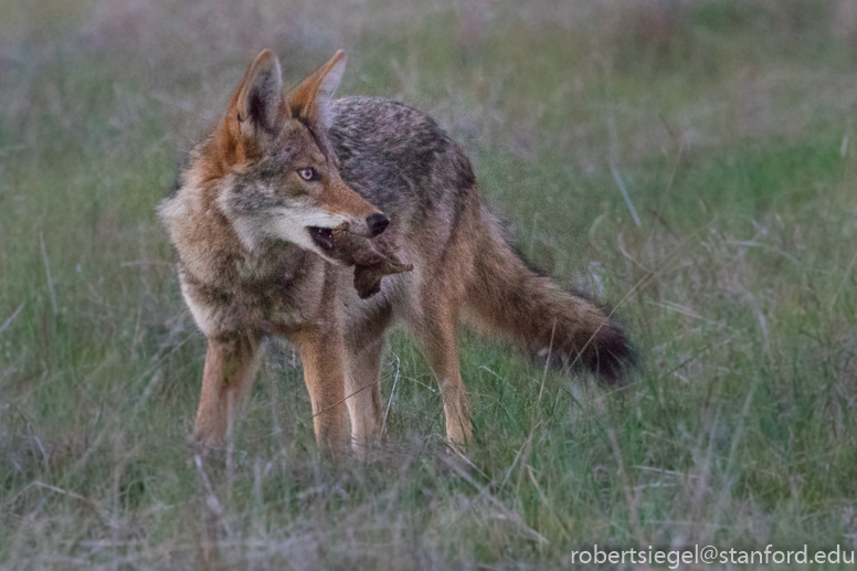 coyote